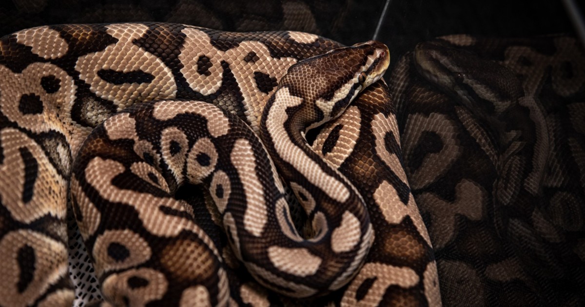 Wild capture pet expos and our homes ball pythons are suffering in silence world animal protection