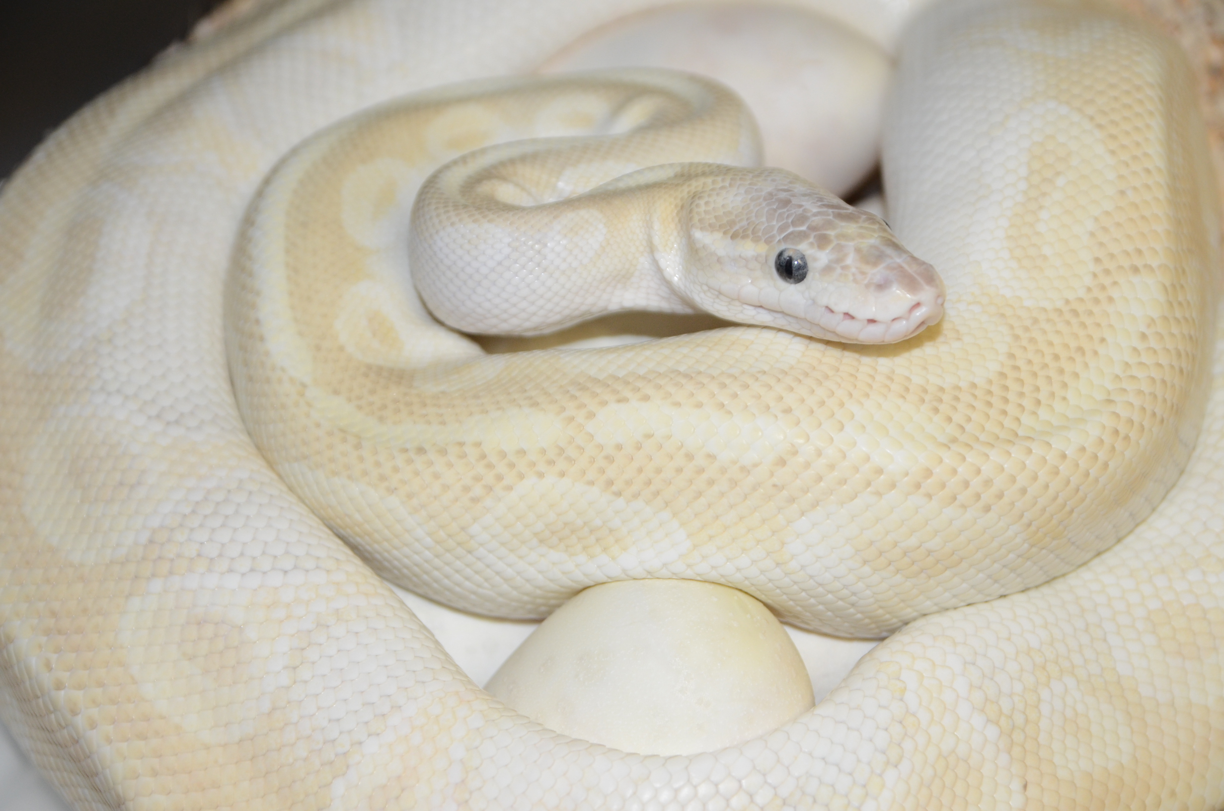 Best looking adult morph