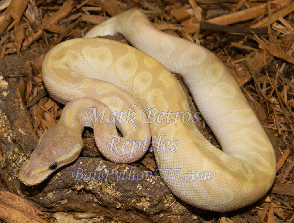 Crystal ball python