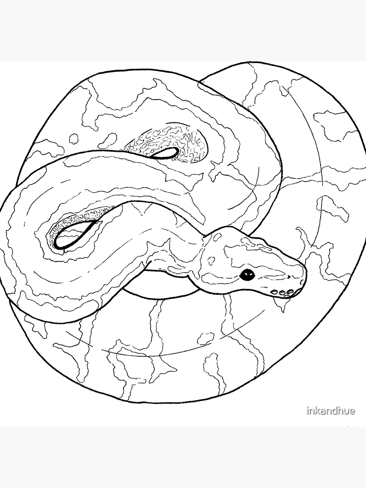 Ball python linework art board print for sale by inkandhue