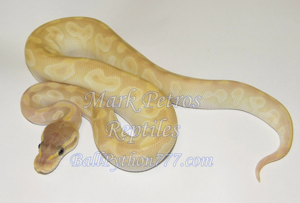 Crystal ball python