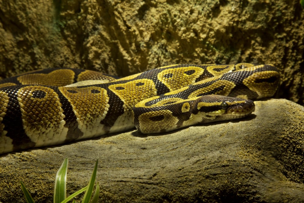 Ball python care sheet