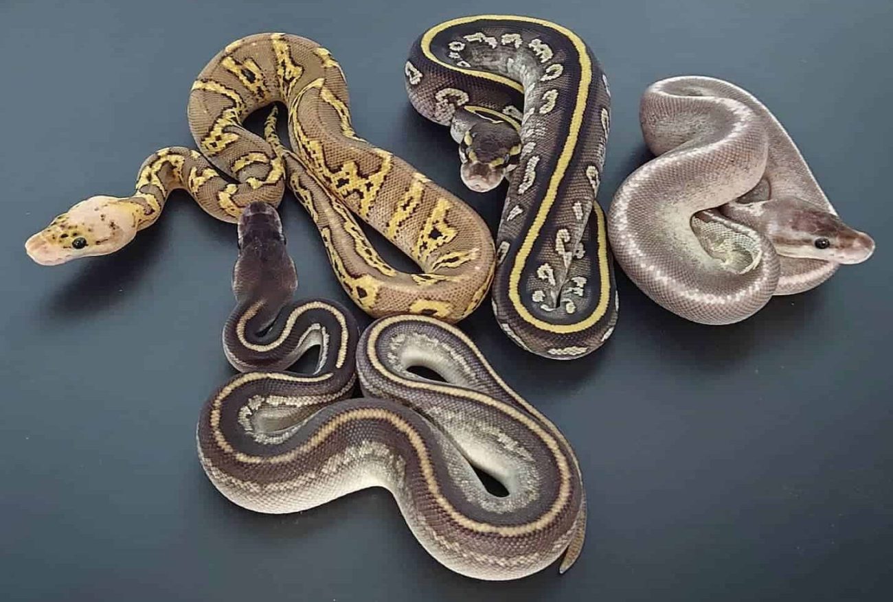 Of the rarest ball python morphs