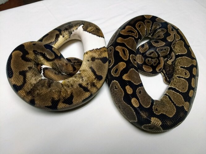 Best looking adult morph