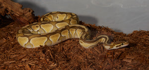 Ball python care guide