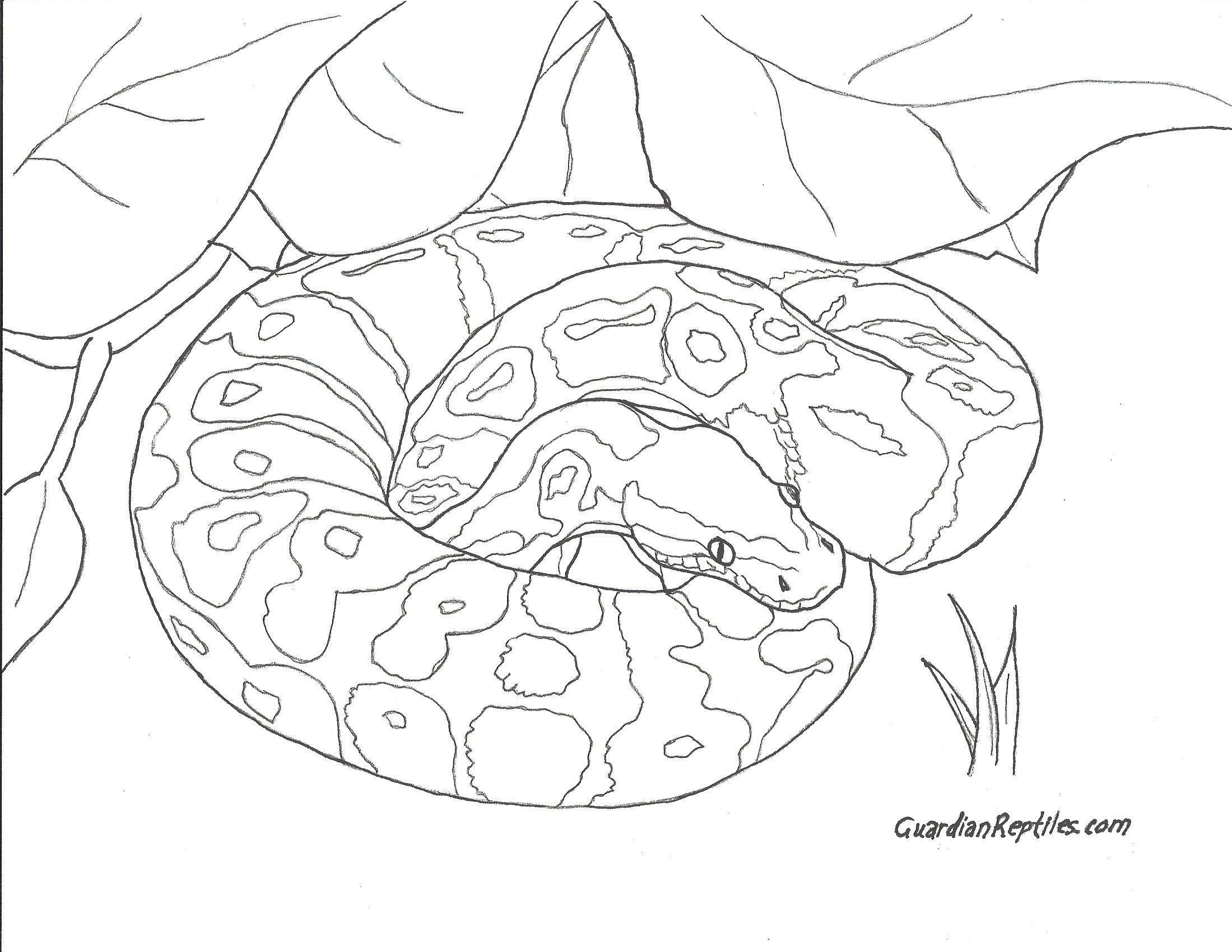 Httpsimagessearchyahoocomimagesview snake coloring pages adult coloring page coloring pages