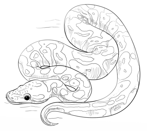 Orange ghost ball python coloring page free printable coloring pages