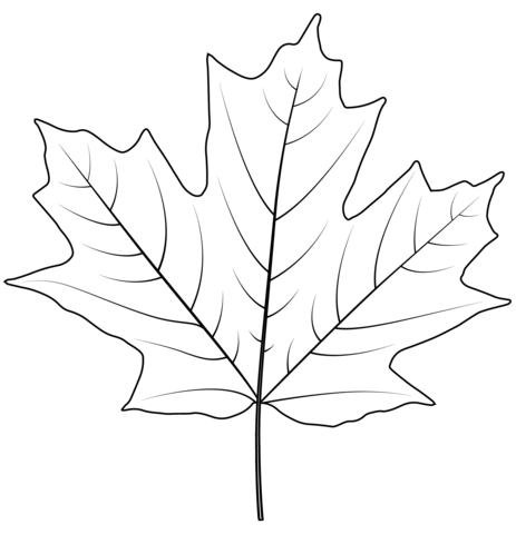 Sugar maple leaf coloring page free printable coloring pages