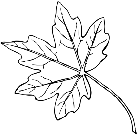 Maple leaf coloring page free printable coloring pages