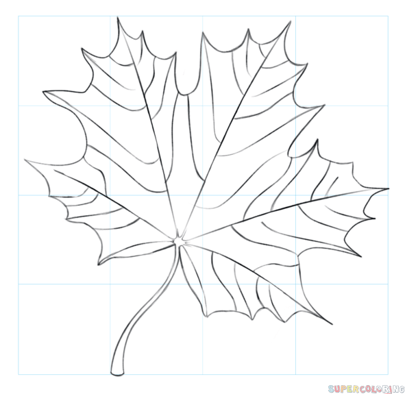 Cãmo dibujar una hoja de arce tutorial de dibujo paso a paso