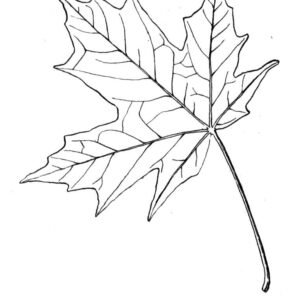 Maple leaf coloring pages printable for free download