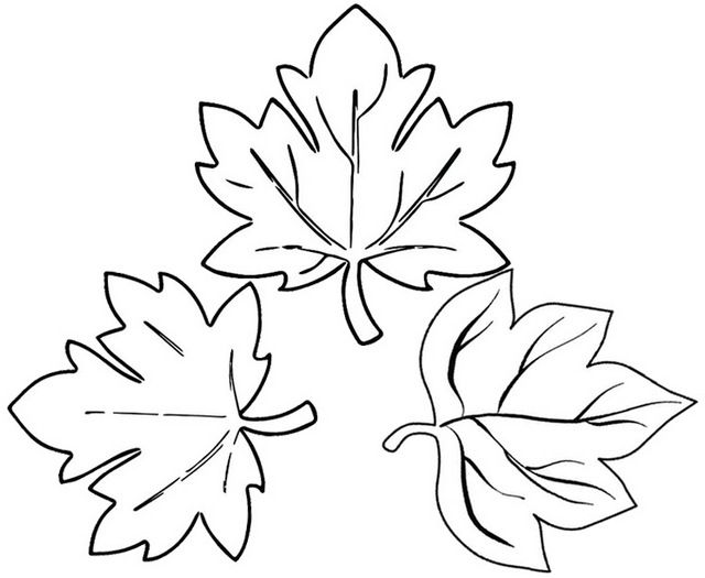 Sug maple coloring page of leaves leaf coloring page coloring pages leaf coloring