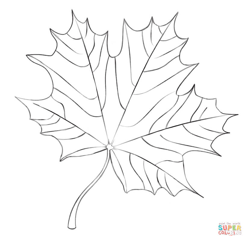 Maple leaf coloring page free printable coloring pages