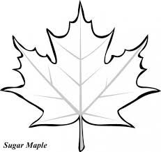 Resultado de imagen para risco de folha sãmbolo do canada fall leaves coloring pages leaf coloring page leaf template