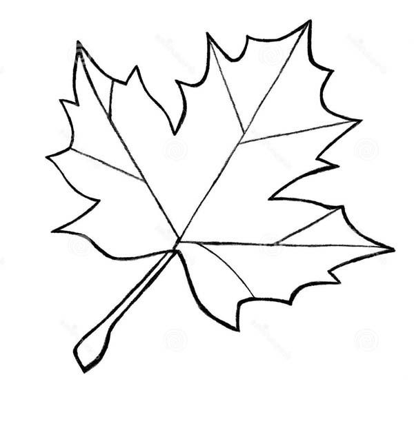 Sugar maple leaf sketch maple leav coloring pag to use for string art leaf coloring page leaf template leaf template printable