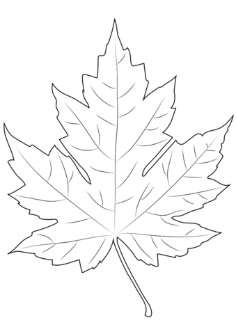 Maple leaf coloring page free printable coloring pages