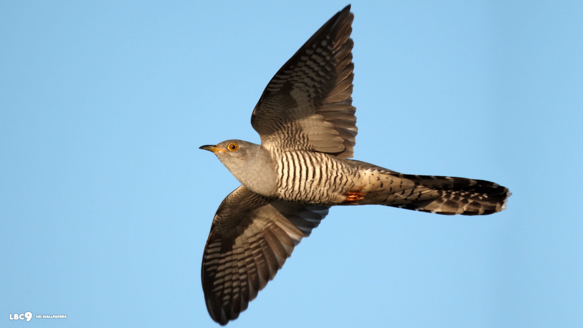 Cuckoo hd papers und hintergrãnde