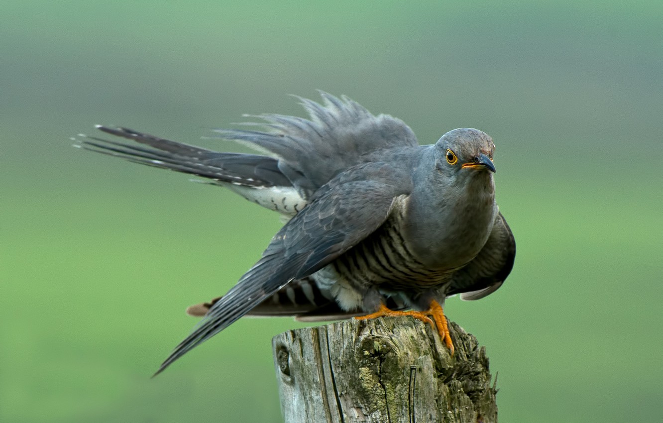 Wallpaper background bird stump cuckoo images for desktop section ððððñðñðµ