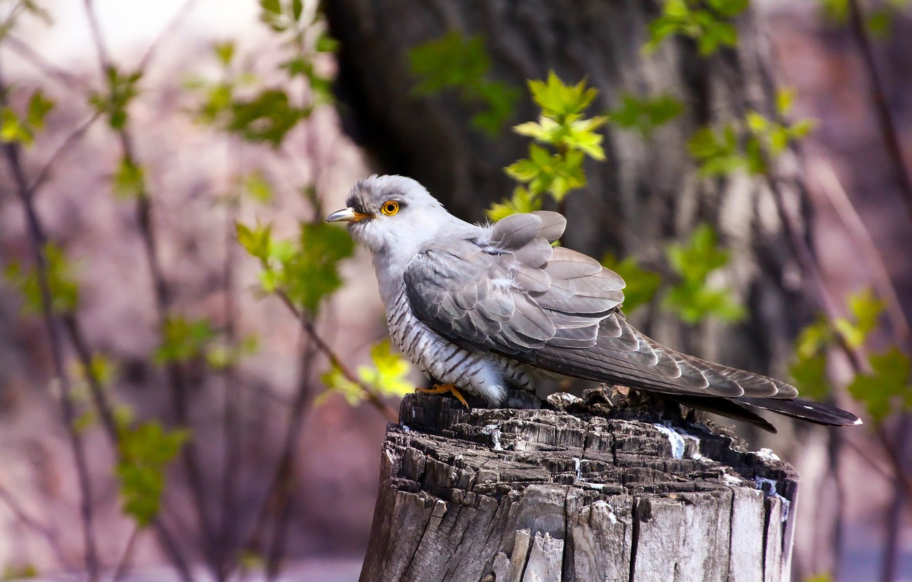 Wallpaper background bird cuckoo images for desktop section ððððñðñðµ