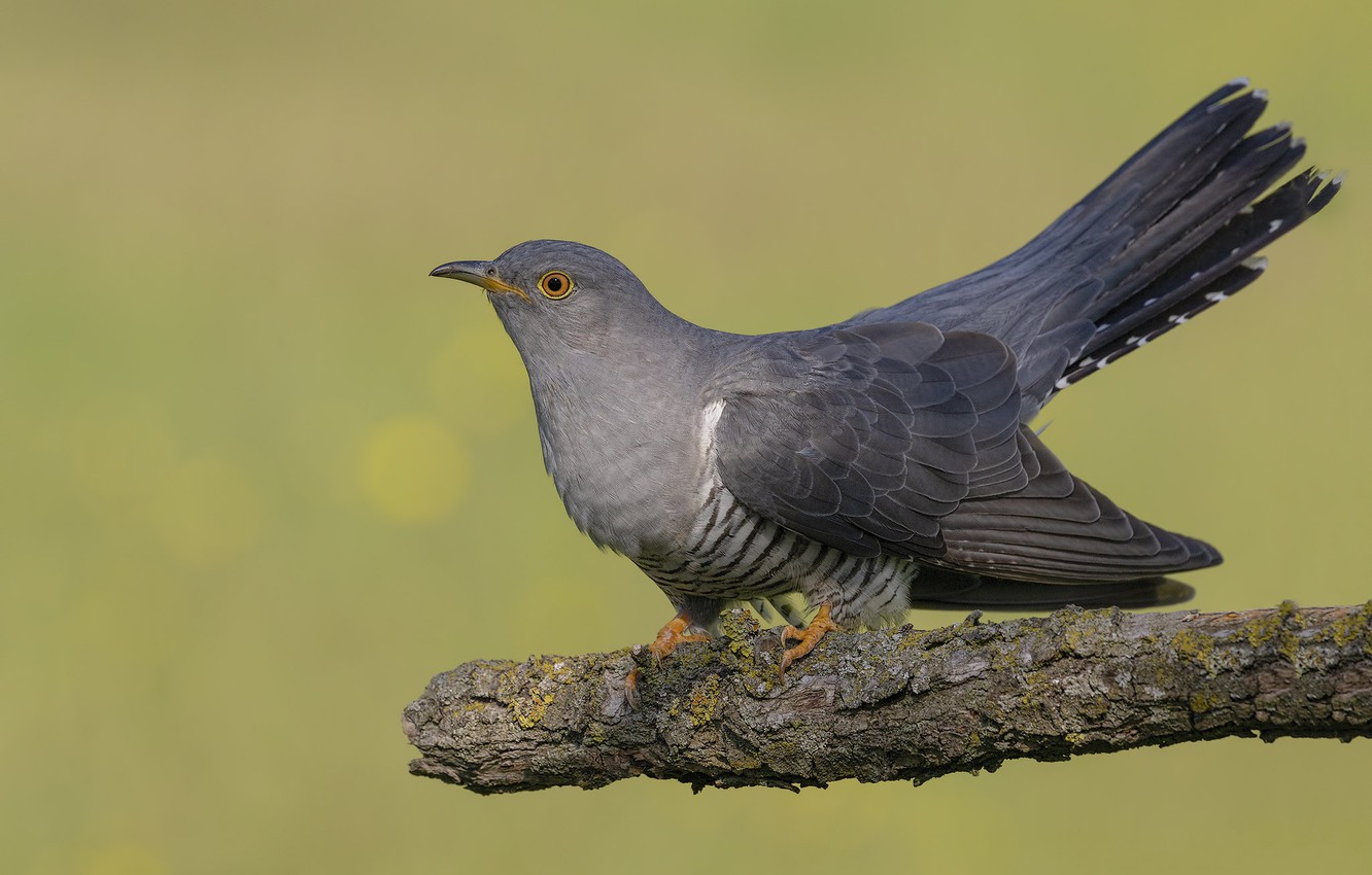 Wallpaper background bird branch cuckoo images for desktop section ððððñðñðµ