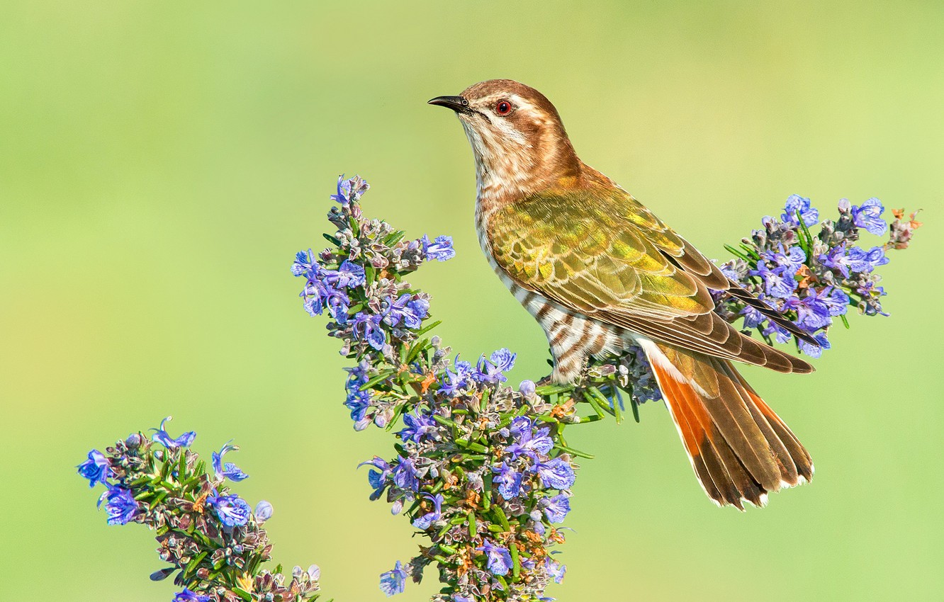 Wallpaper flowers bird branch cuckoo images for desktop section ððððñðñðµ