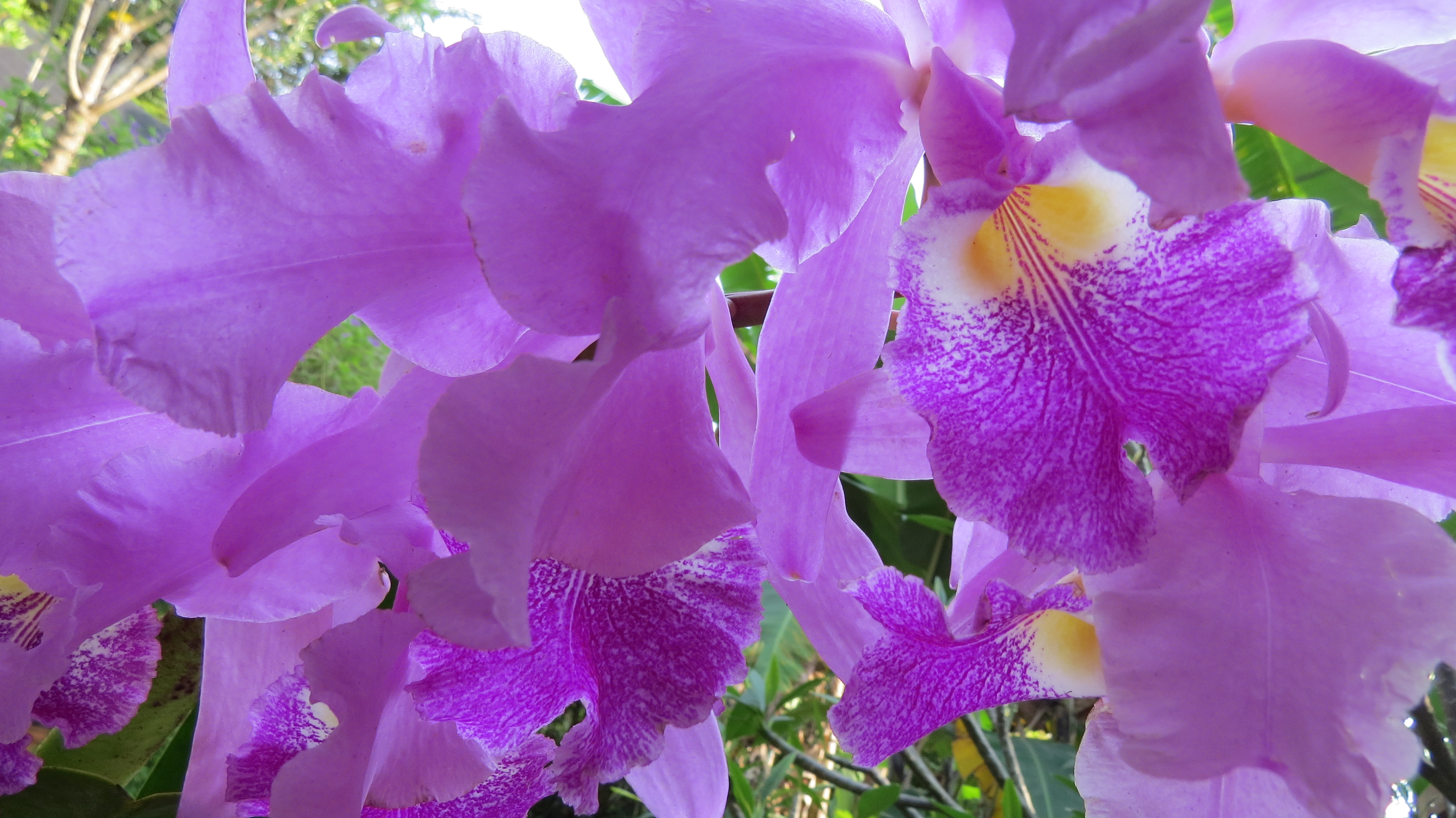 La orquãdea nuestra flor emblemãtica