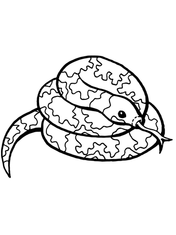 Coiled snake coloring page free printable coloring pages