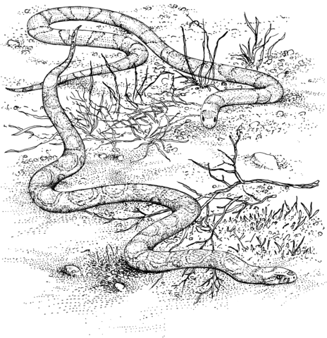 Scarlet king snake and milk snake coloring page snake coloring pag animal coloring pag coloring pag