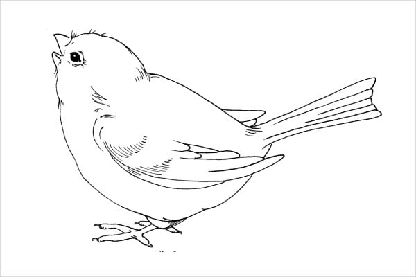 Printable bird s
