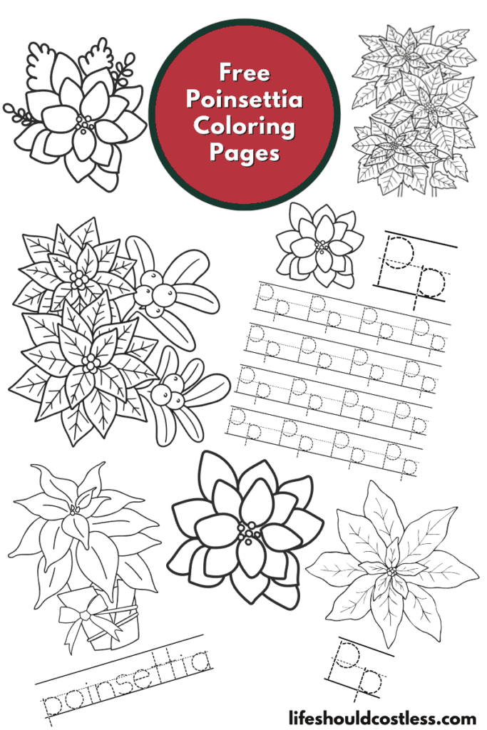 Poinsettia coloring pages free printable pdf templates