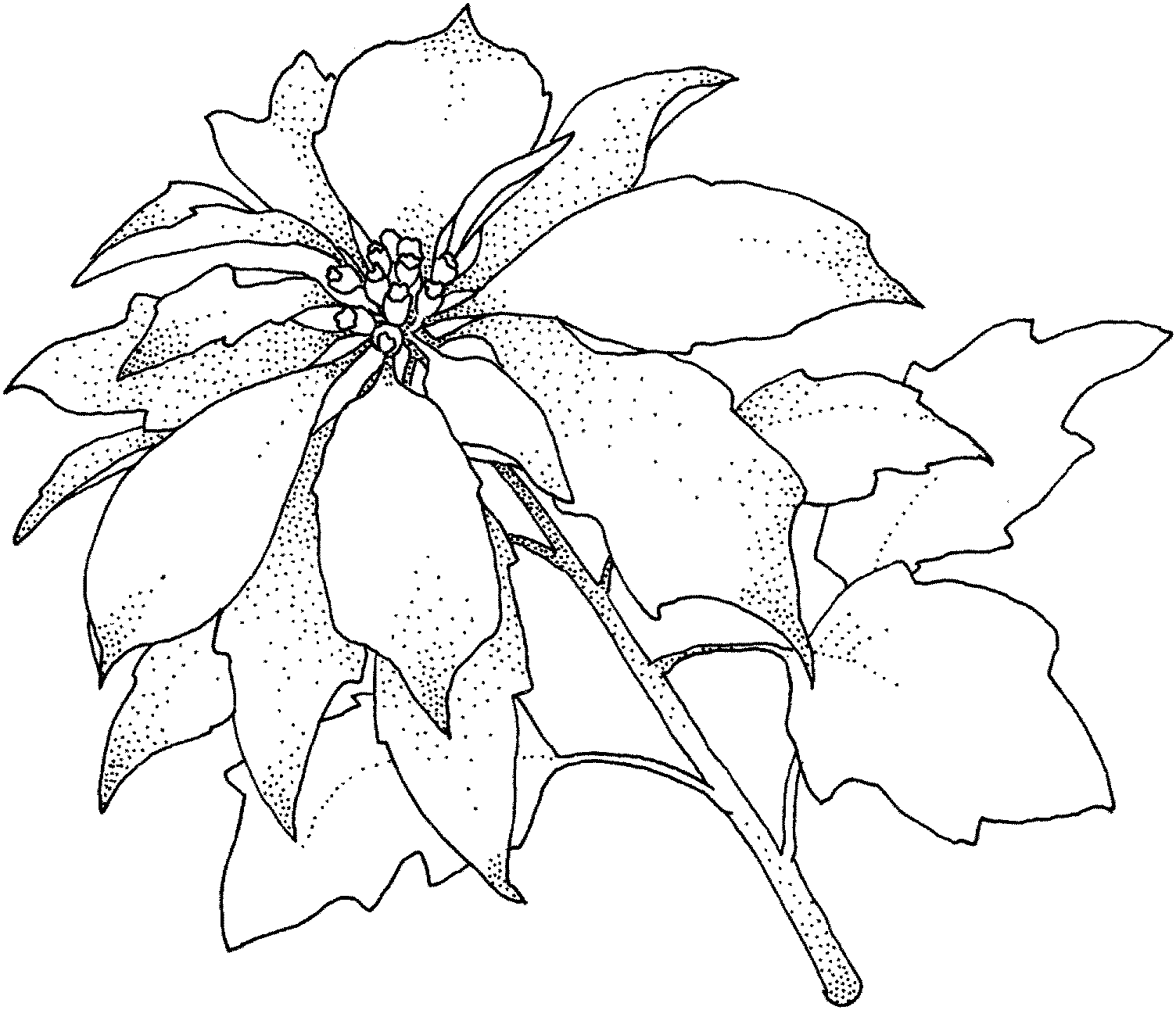 Free printable poinsettia coloring pages for kids acuarela de navidad pãginas para colorear de navidad pãginas para colorear para imprimir gratis