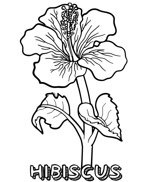 Hibiscus flower coloring sheet to download