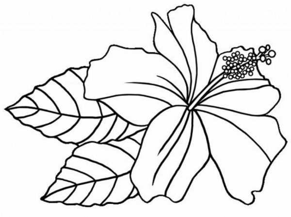 Hibiscus coloring pages pdf to print