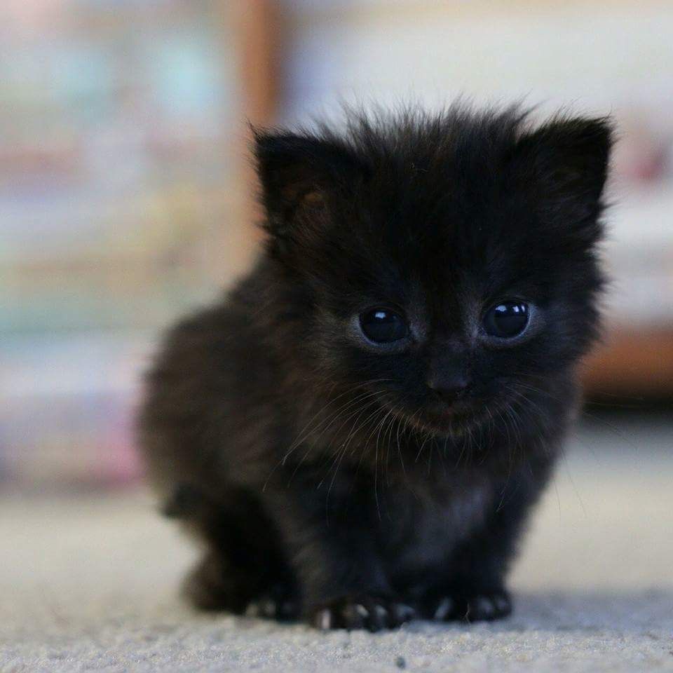 Black Kitten, Weird_Aunt_Martha