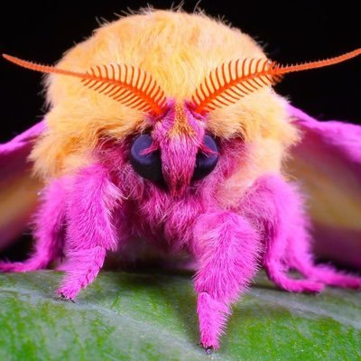 Download Free 100 + cute bug