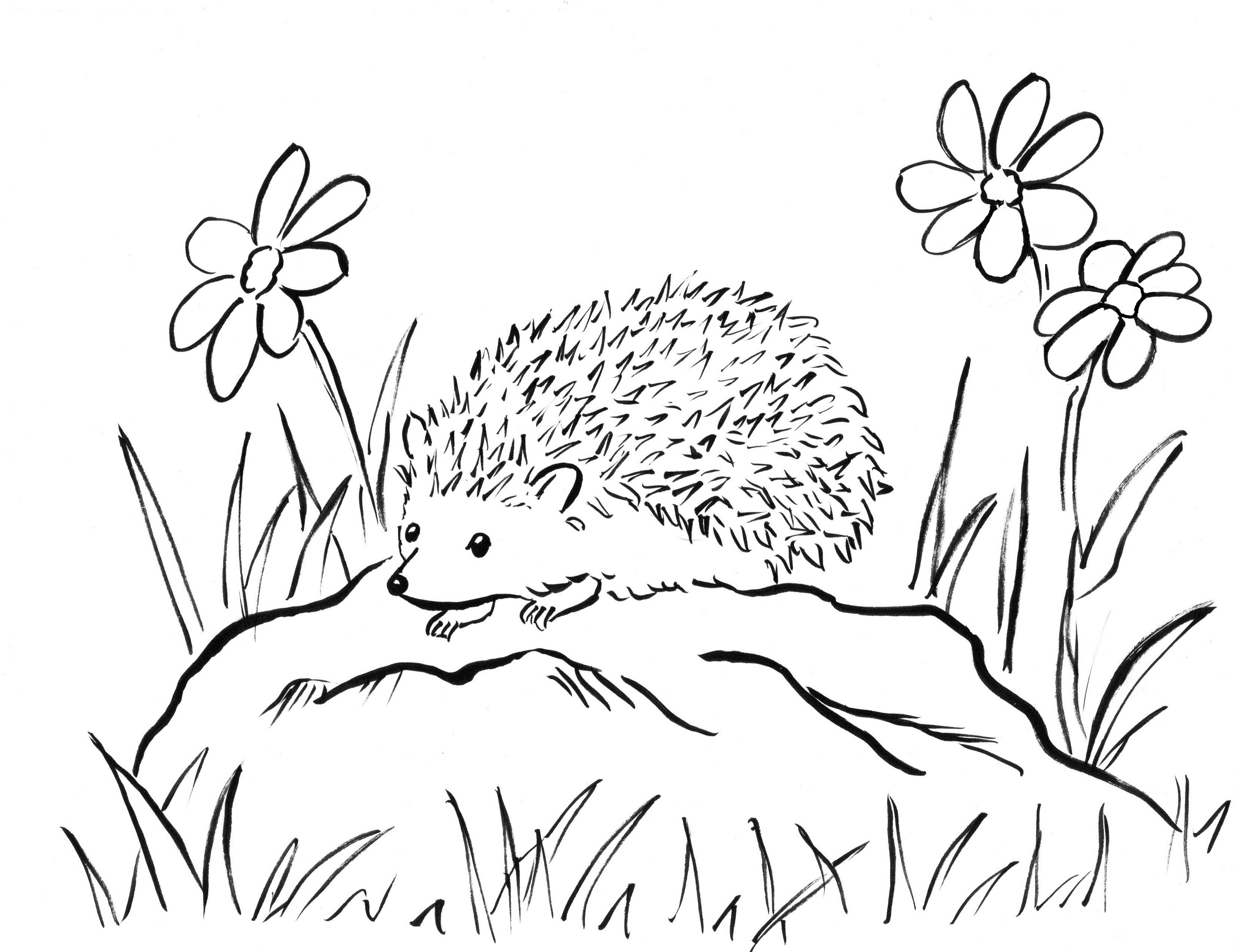 Hedgehog coloring page