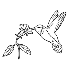 Top hummingbird coloring pages for your toddler