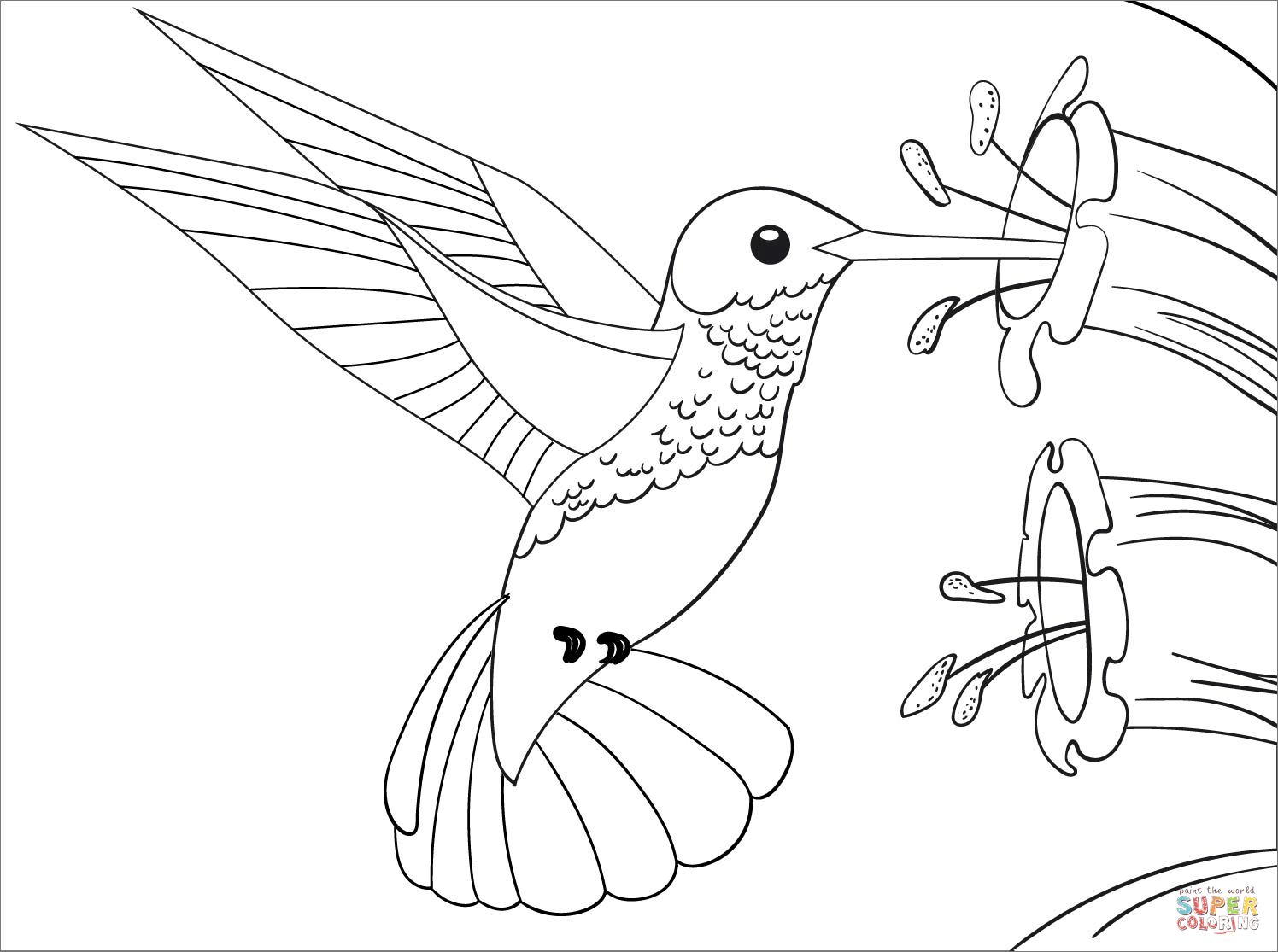 Hummingbird coloring page free printable coloring pages