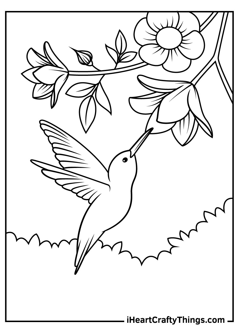 Hummingbird coloring pages free printables
