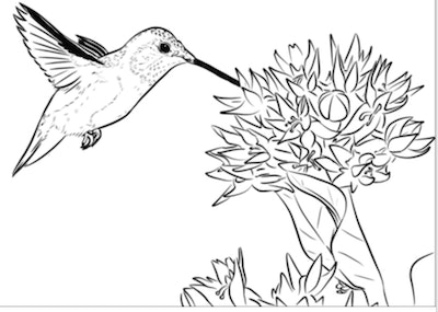 Hummingbird coloring pages free printable pages for kids
