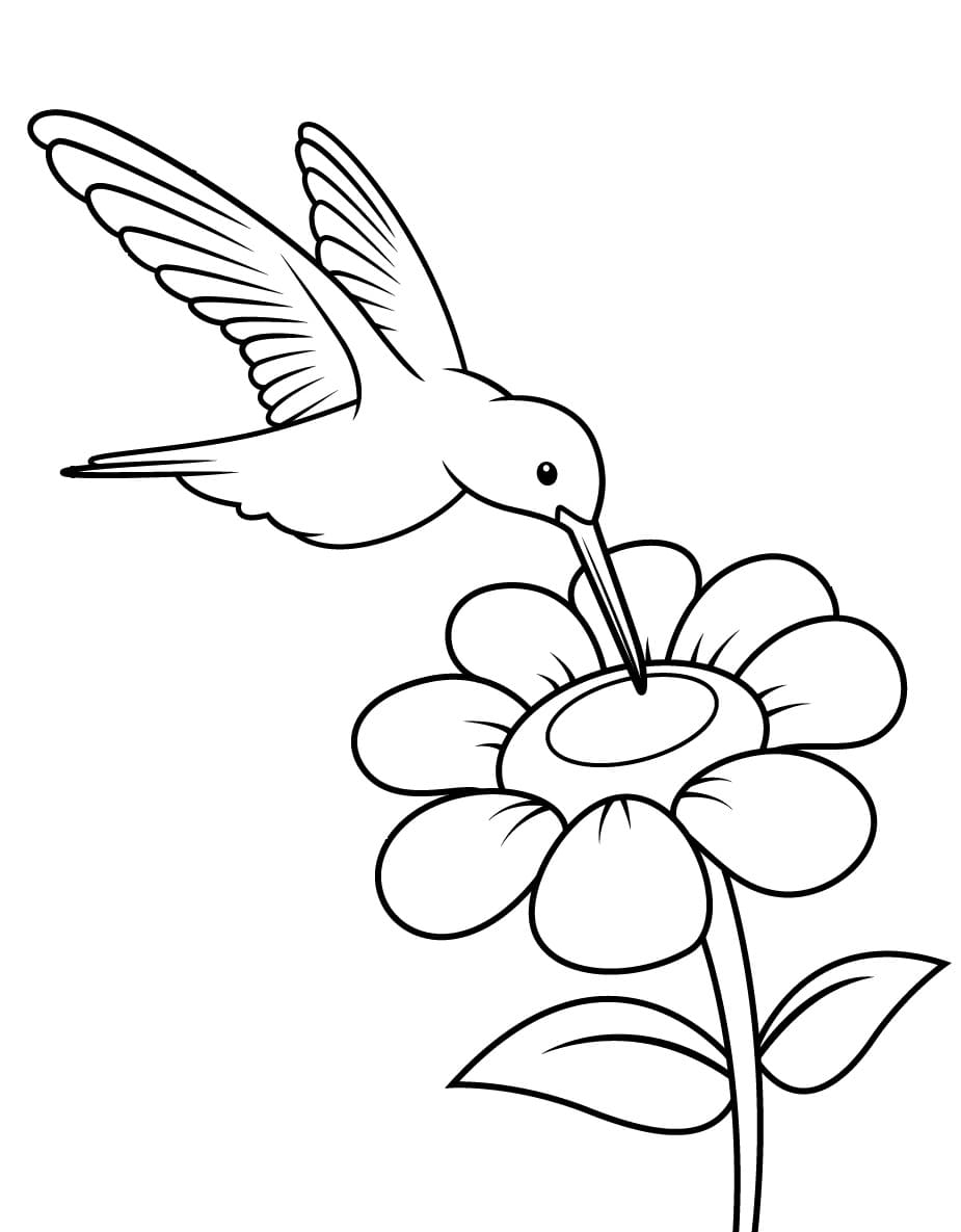 A cute hummingbird coloring page