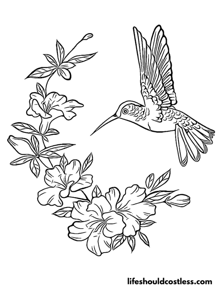 Hummingbird coloring pages free printable pdf templates