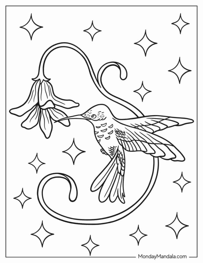 Hummingbird coloring pages free pdf printables