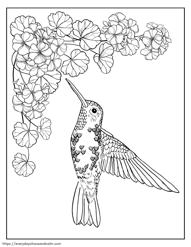 Free hummingbird coloring pages for kids