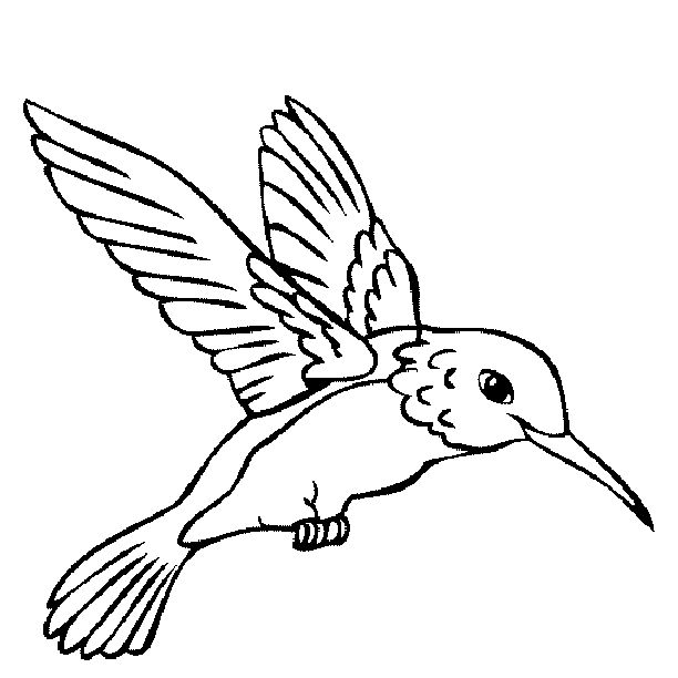 Free printable hummingbird coloring pages for kids hummingbird drawing bird coloring pages bird outline
