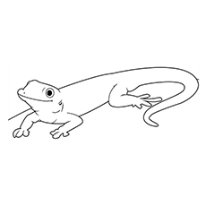 Top free printable lizard coloring pages online