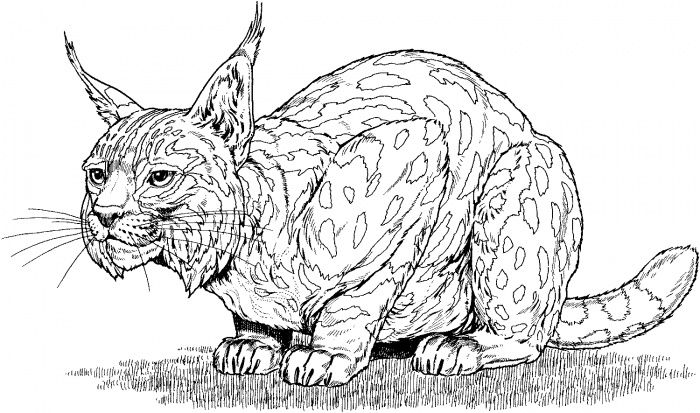 Lynx coloring page super coloring animal coloring pages coloring pages for kids cat coloring page