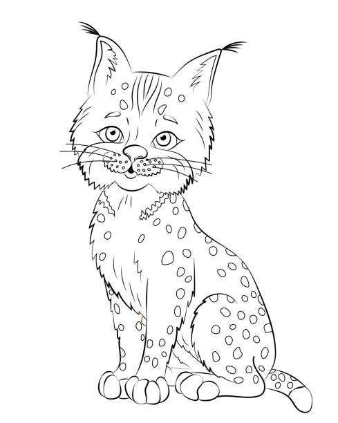 Bobcat line on white background contour cartoon vector illustration with animal isolated sketch of lynx stock illustration