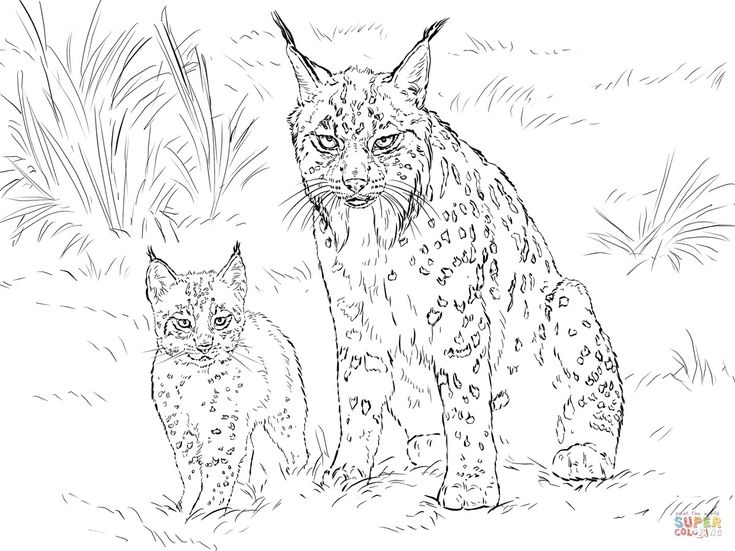 Pin by do on lince desert animals coloring kittens coloring baby coloring pages