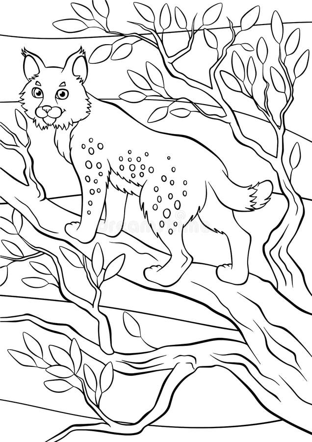 Coloring pages animals little cute lynx stock vector